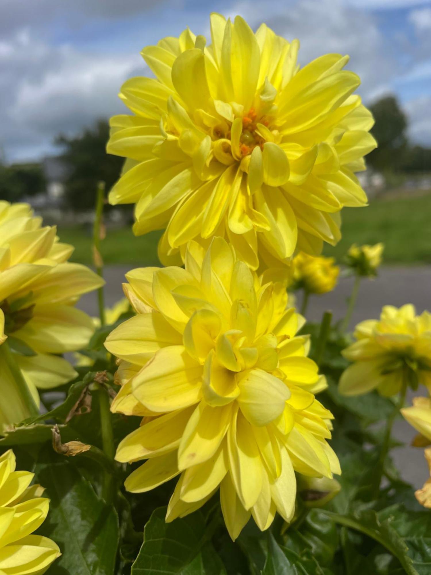 Bru Na Pairc B&B Bantry Zewnętrze zdjęcie